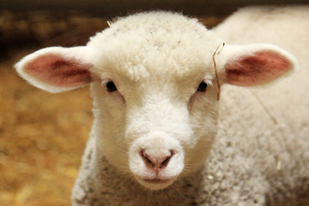 Baranki mit Gewürzen